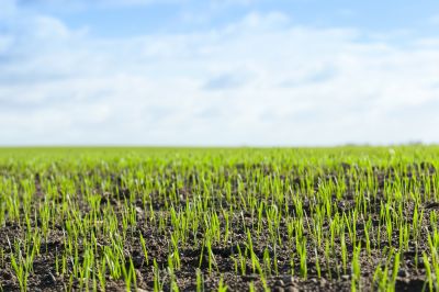 Lawn Growth Monitoring