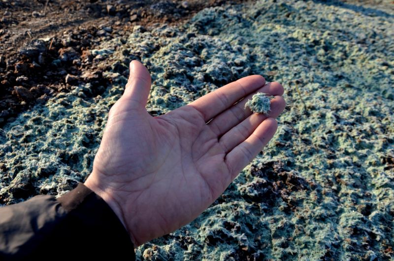 Seed Application Process